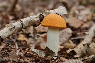 Тихая охота на грибы